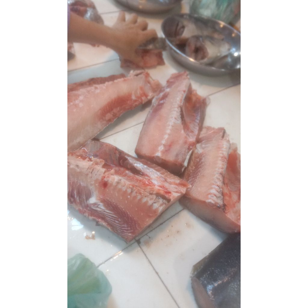 IKAN BAUNG LAUT