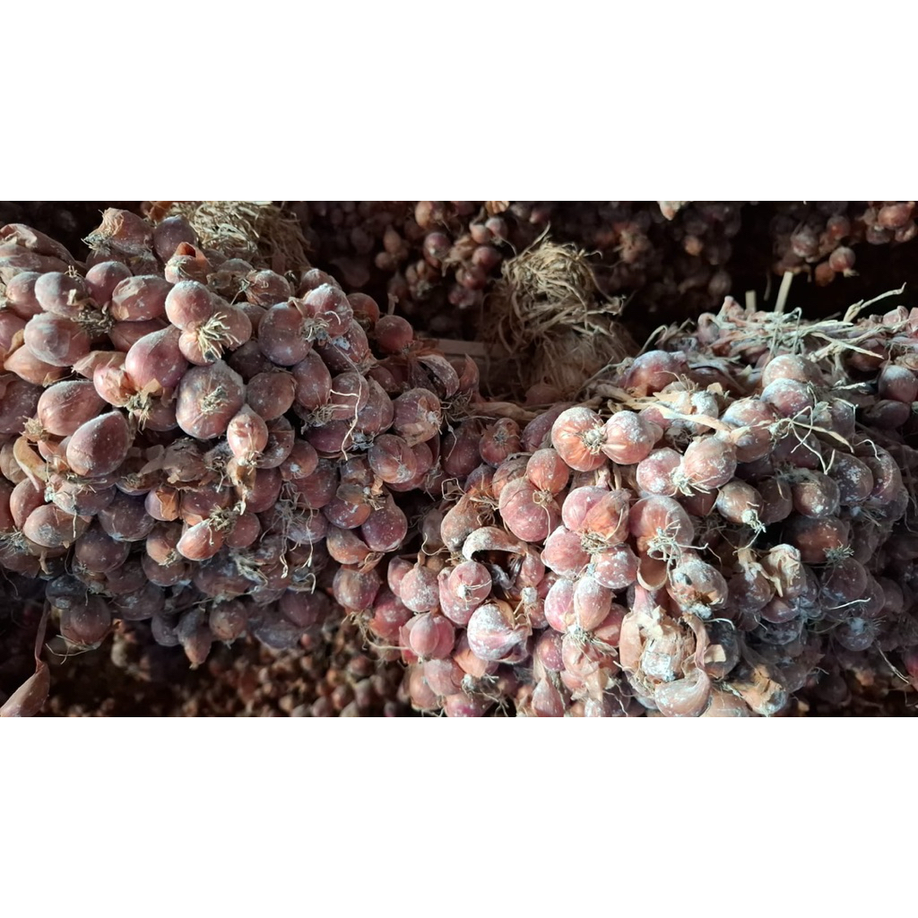 Bibit Bawang Merah Asli Nganjuk
