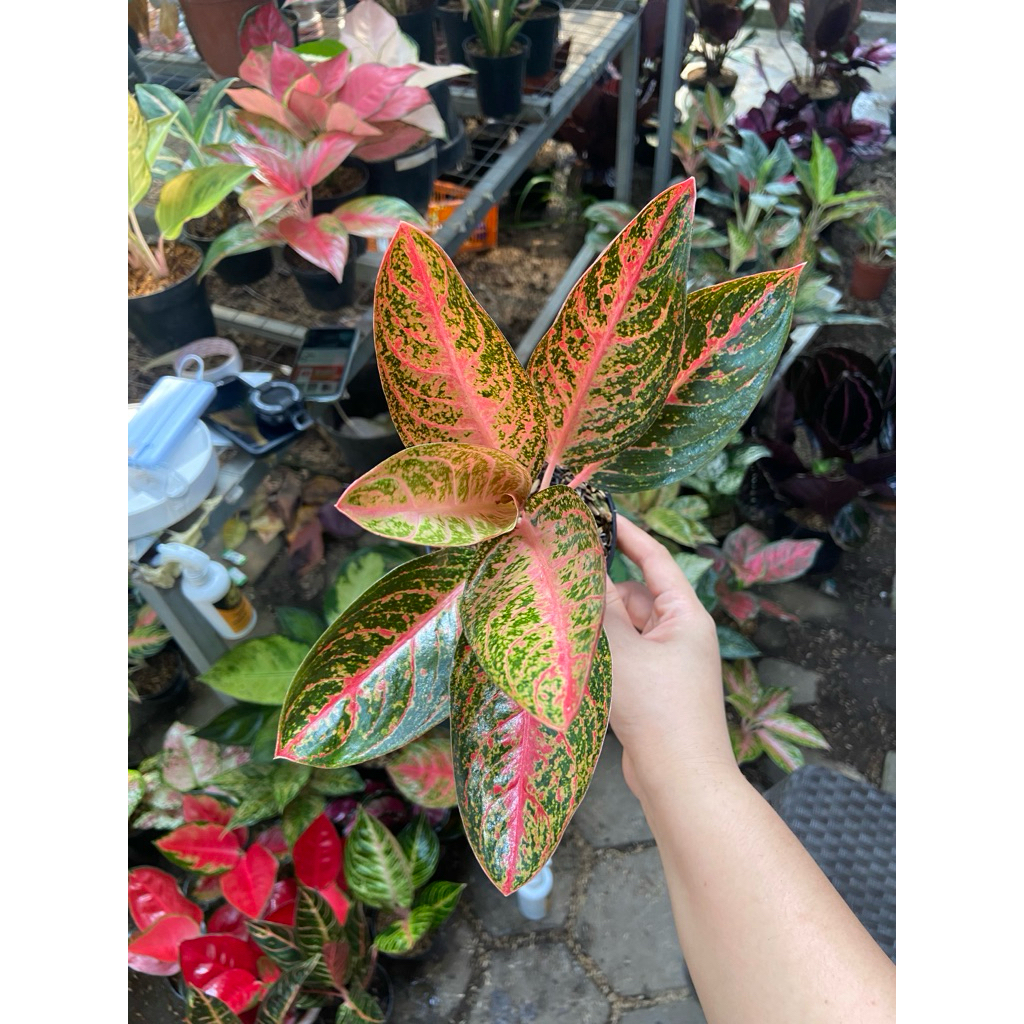 AGLAONEMA KENDEDES