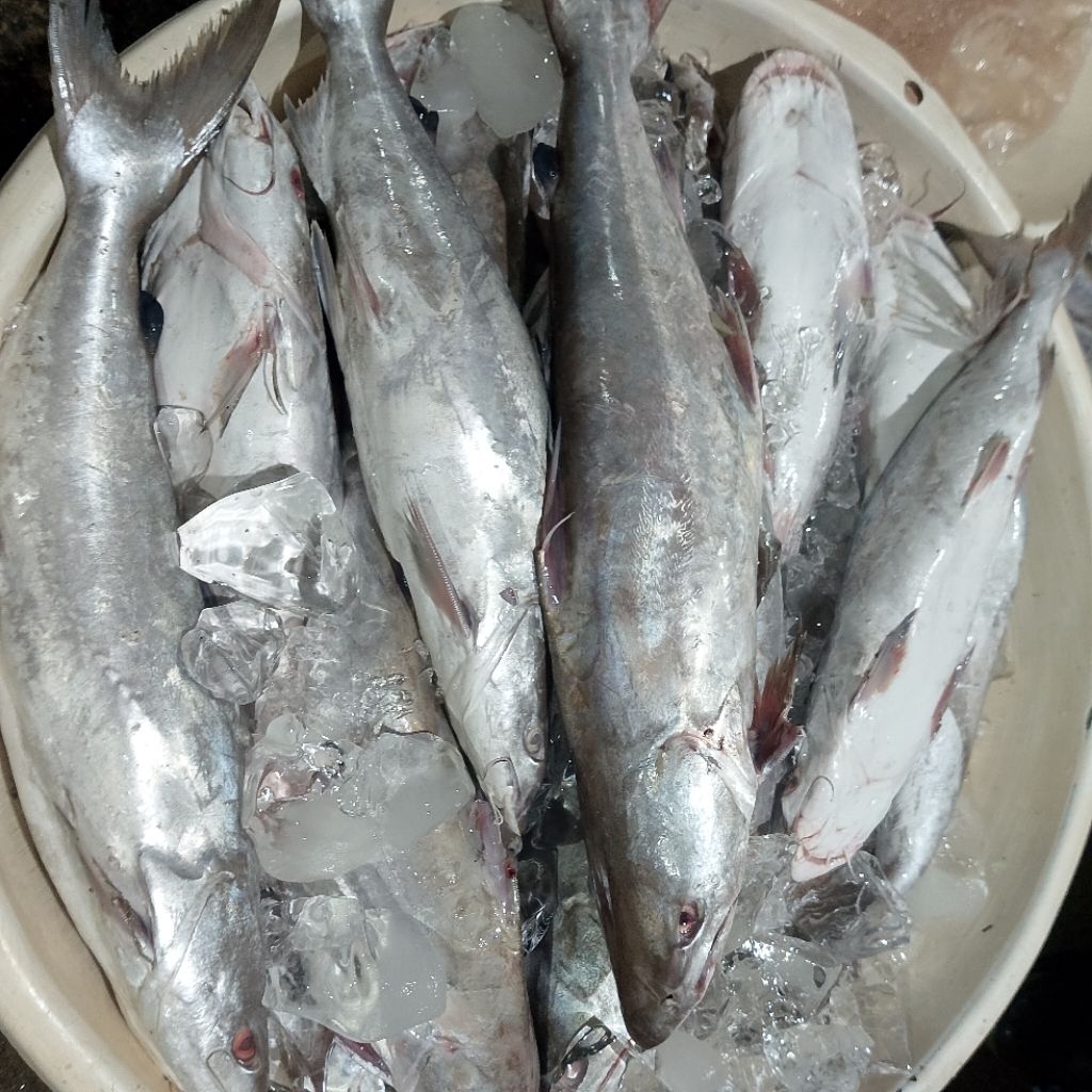 ikan manyung fres segar 1 kg