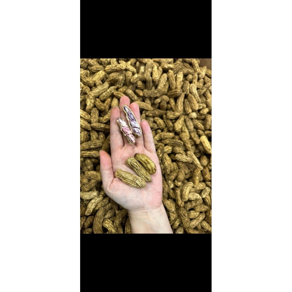 KACANG BATIK KACANG TANAH.KACANG REBUS. KACANG PREMIUM
