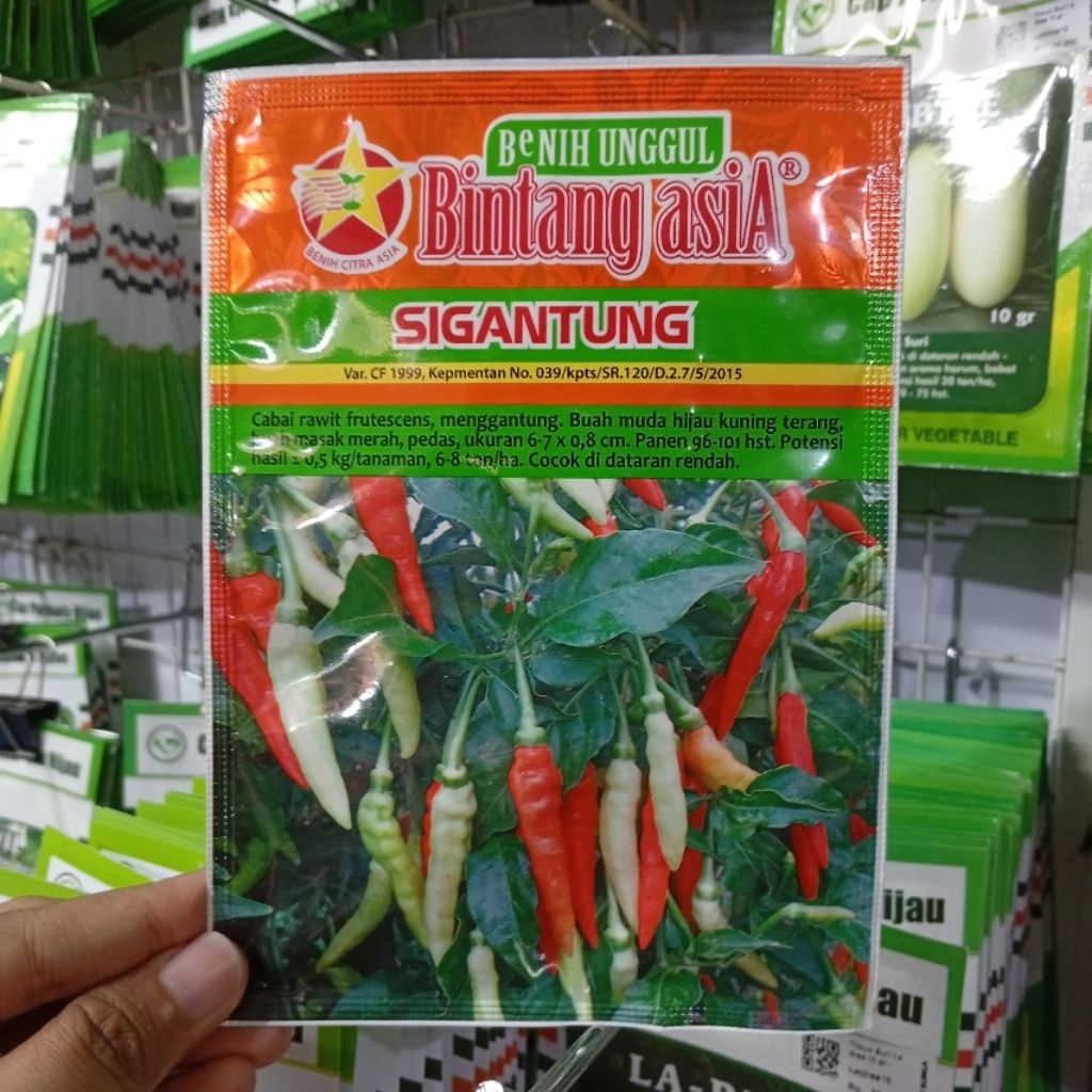 BENIH CABE SIGANTUNG BINTANG ASIA