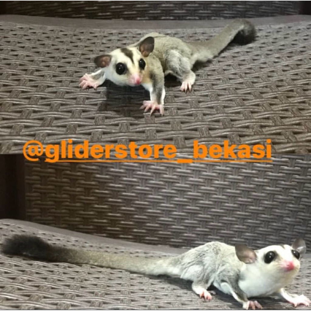 Sugar glider indukan sepasang