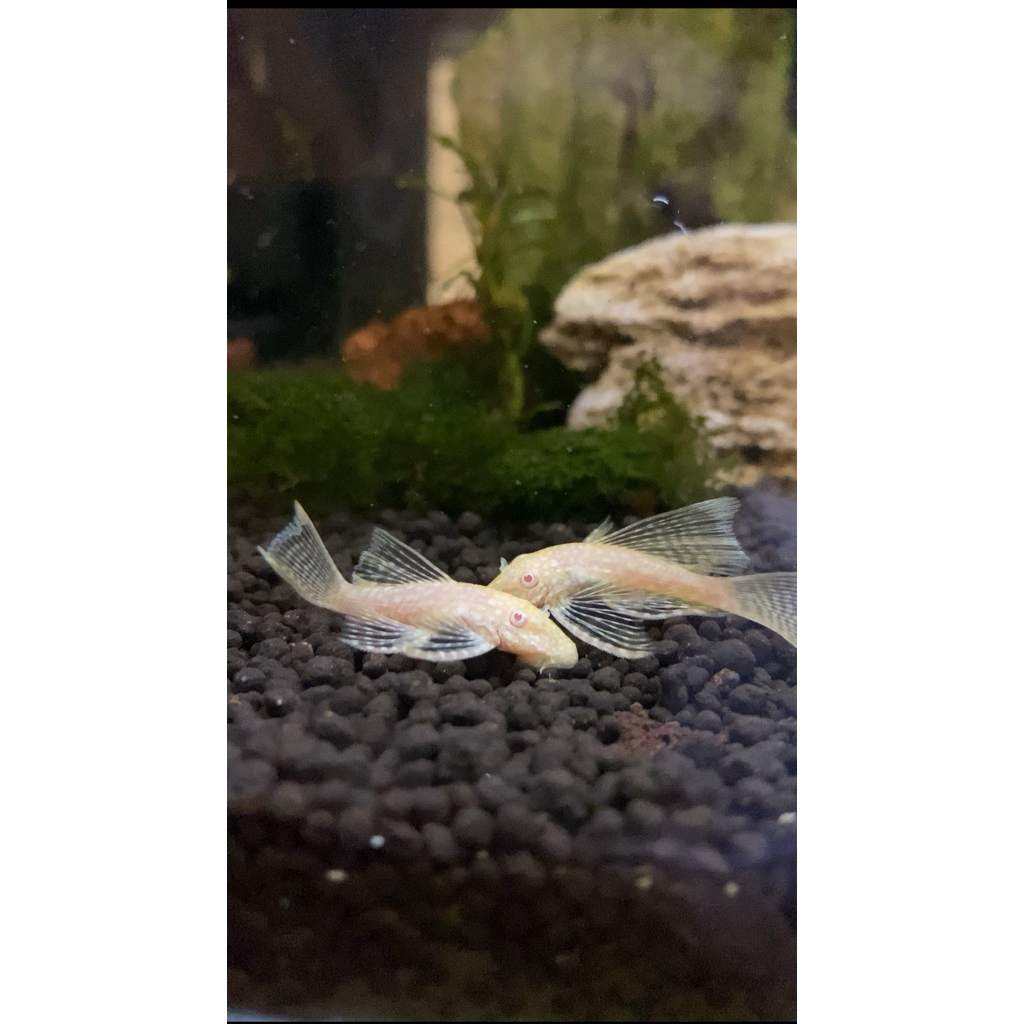 Brushmouth Albino Slayer L144