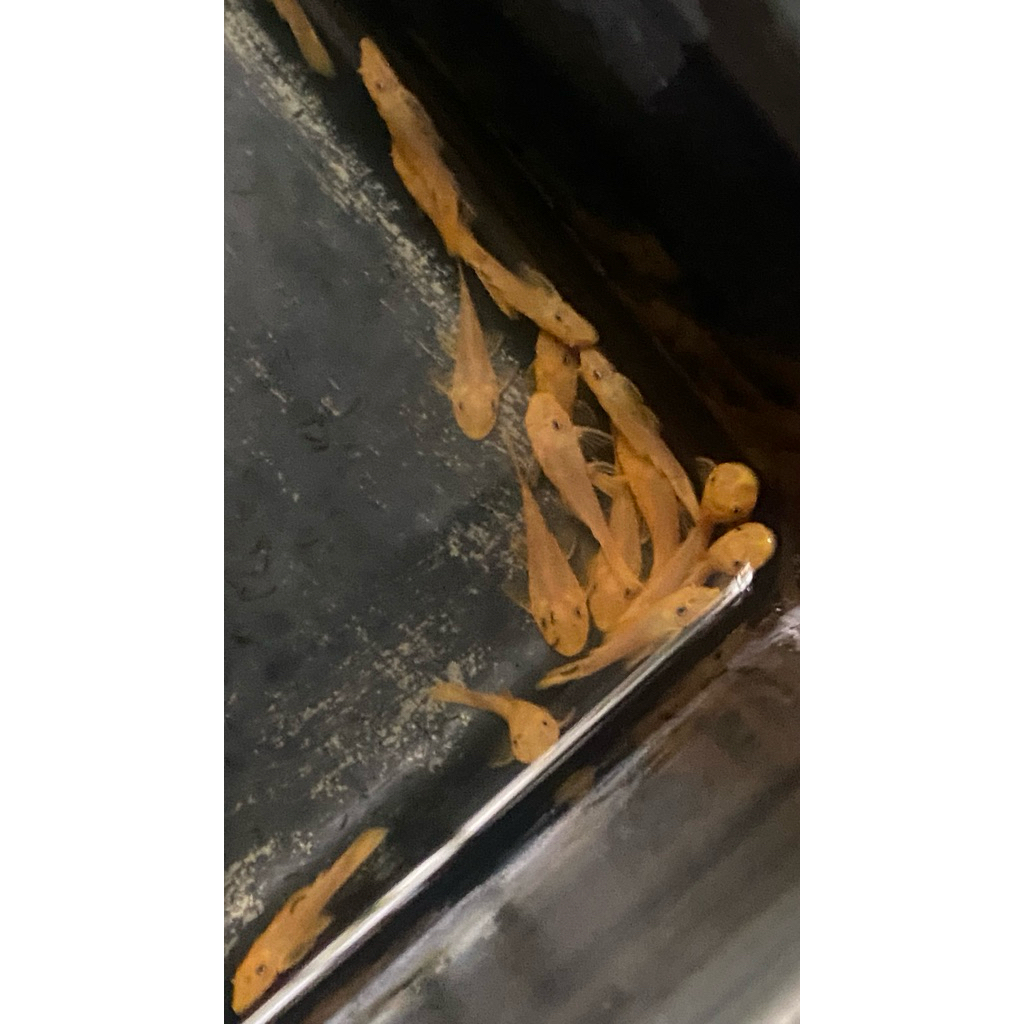 Brushmouth Non Slayer Albino / Pleco L144