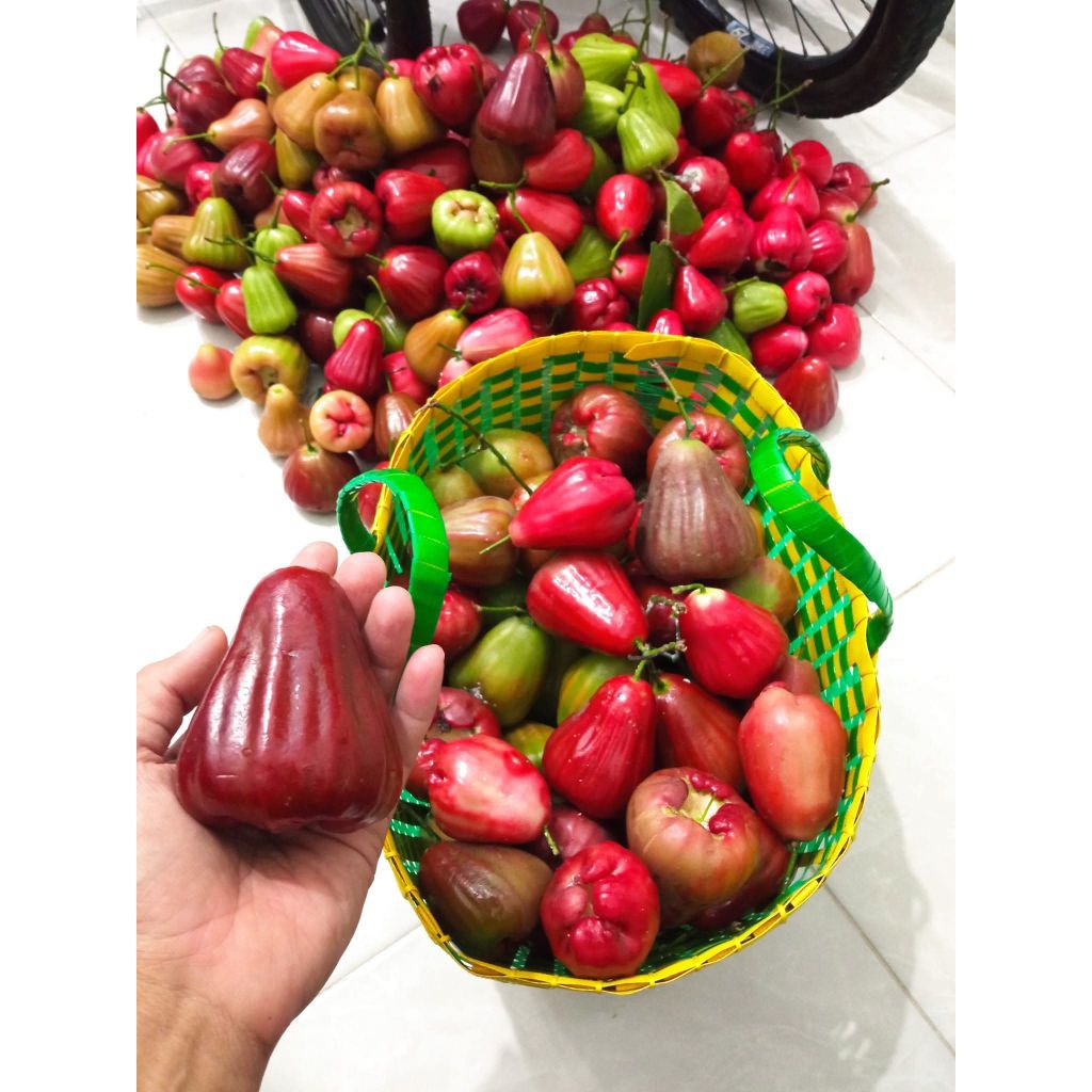 Bibit cangkokan jambu air green giant, khiojok, citra, madu deli hijau, mutiara hitam, cincalo tebu,