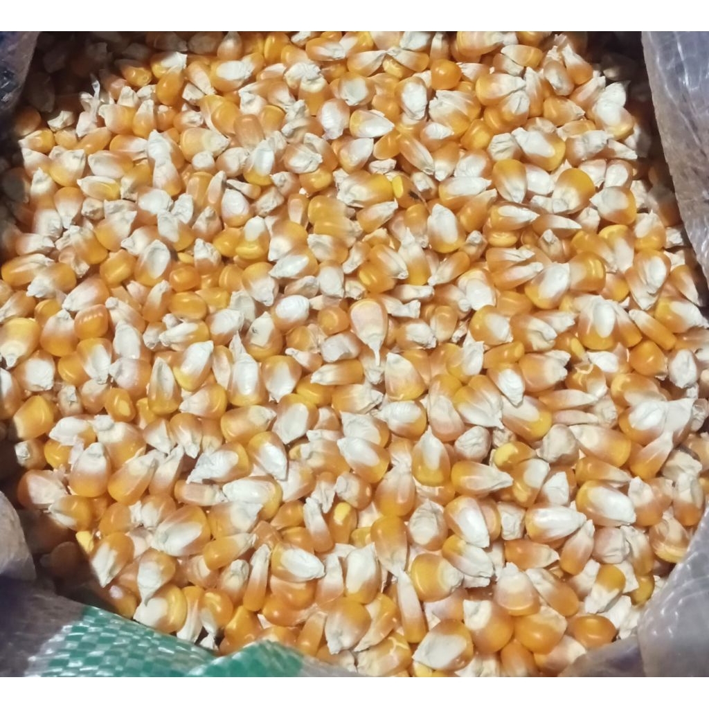 jagung pipil kering