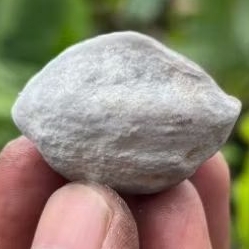 muncang kemiri adu JAWAAN si nini
