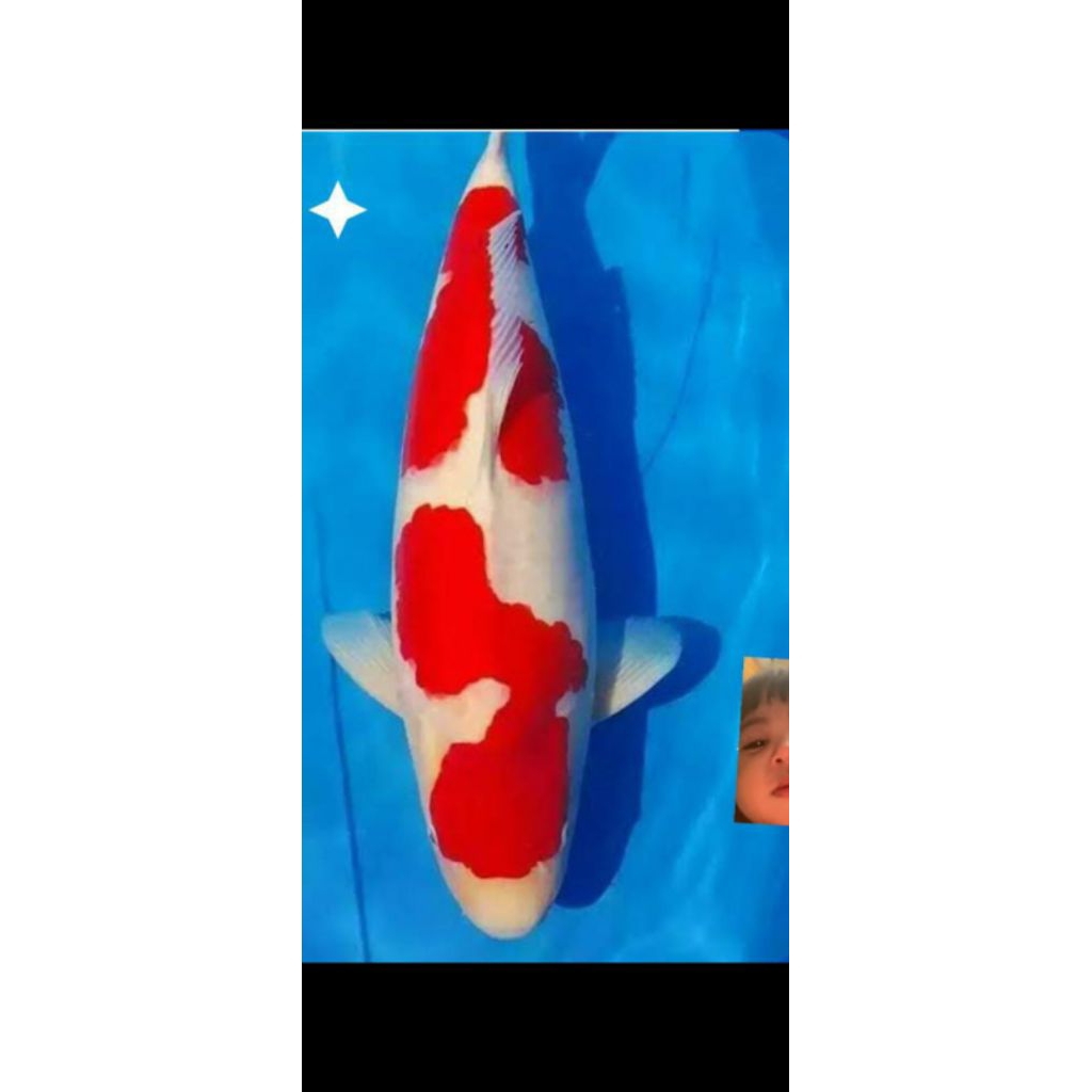 BIBIT KOI KOHAKU 7-9CM