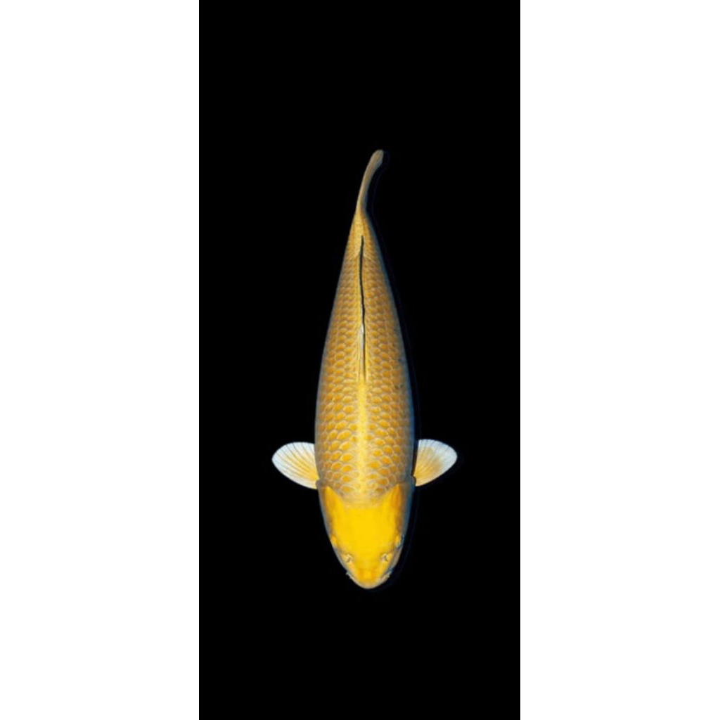 IKAN KOI OGON EMAS 7-9CM