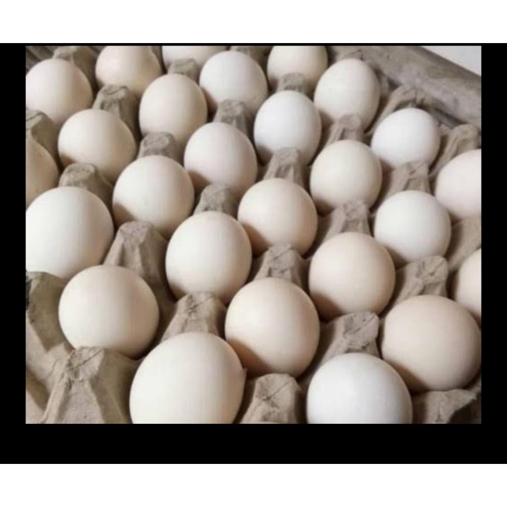 Telur Ayam Kampung omega