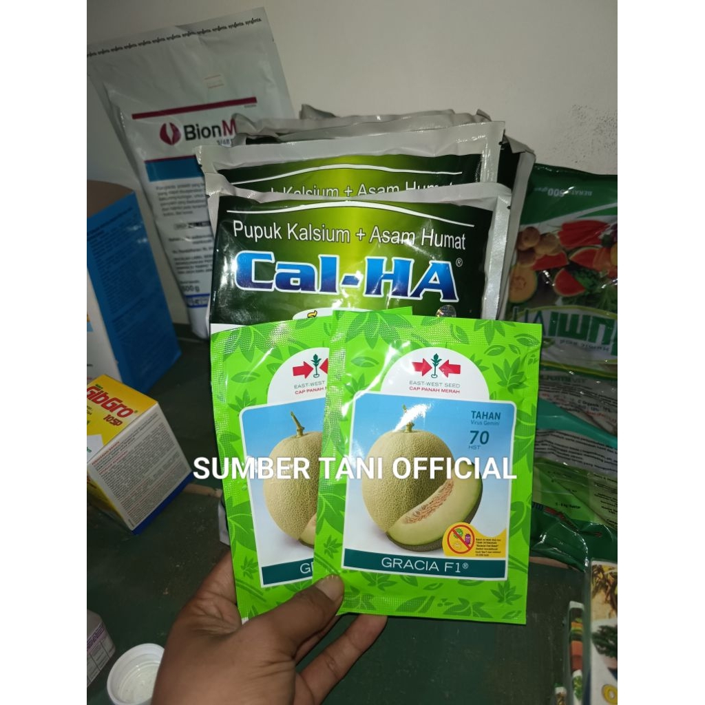 Benih Bibit Melon Madu Gracia F1, Tipe Jumbo Melon Madu (Pangganti benih Alina OFF tidak produksi di