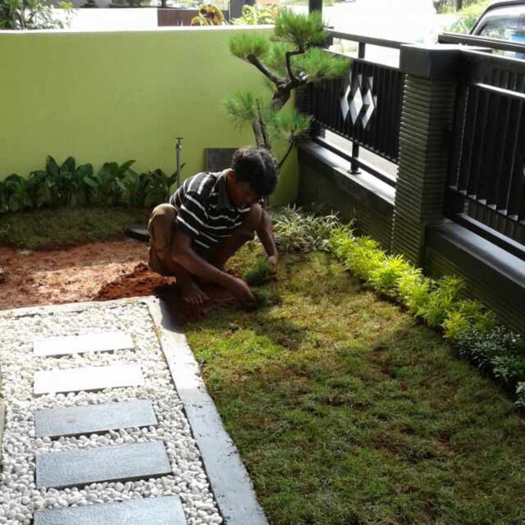jasa pemasangan rumput jepang/rumput buat kuburan