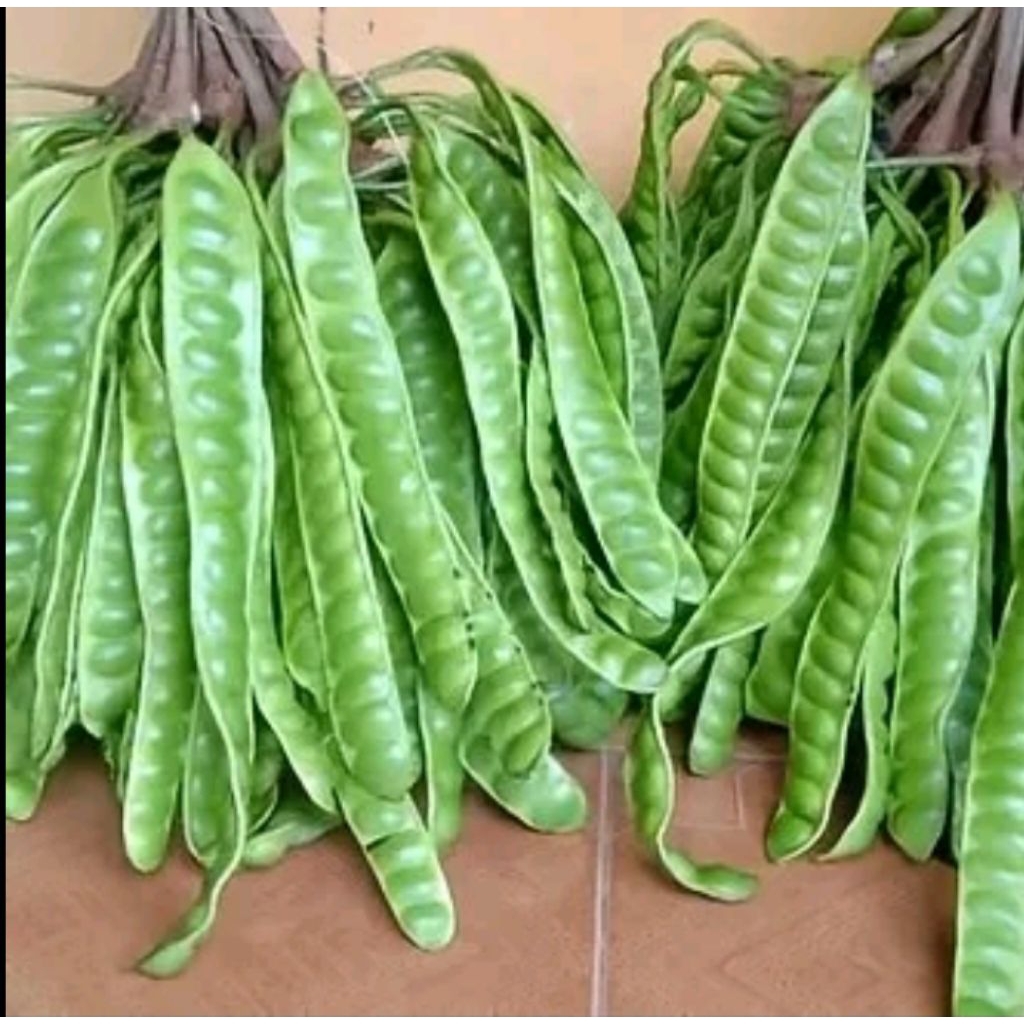 petai enak petai super segar dan fress /papan atau /helai
