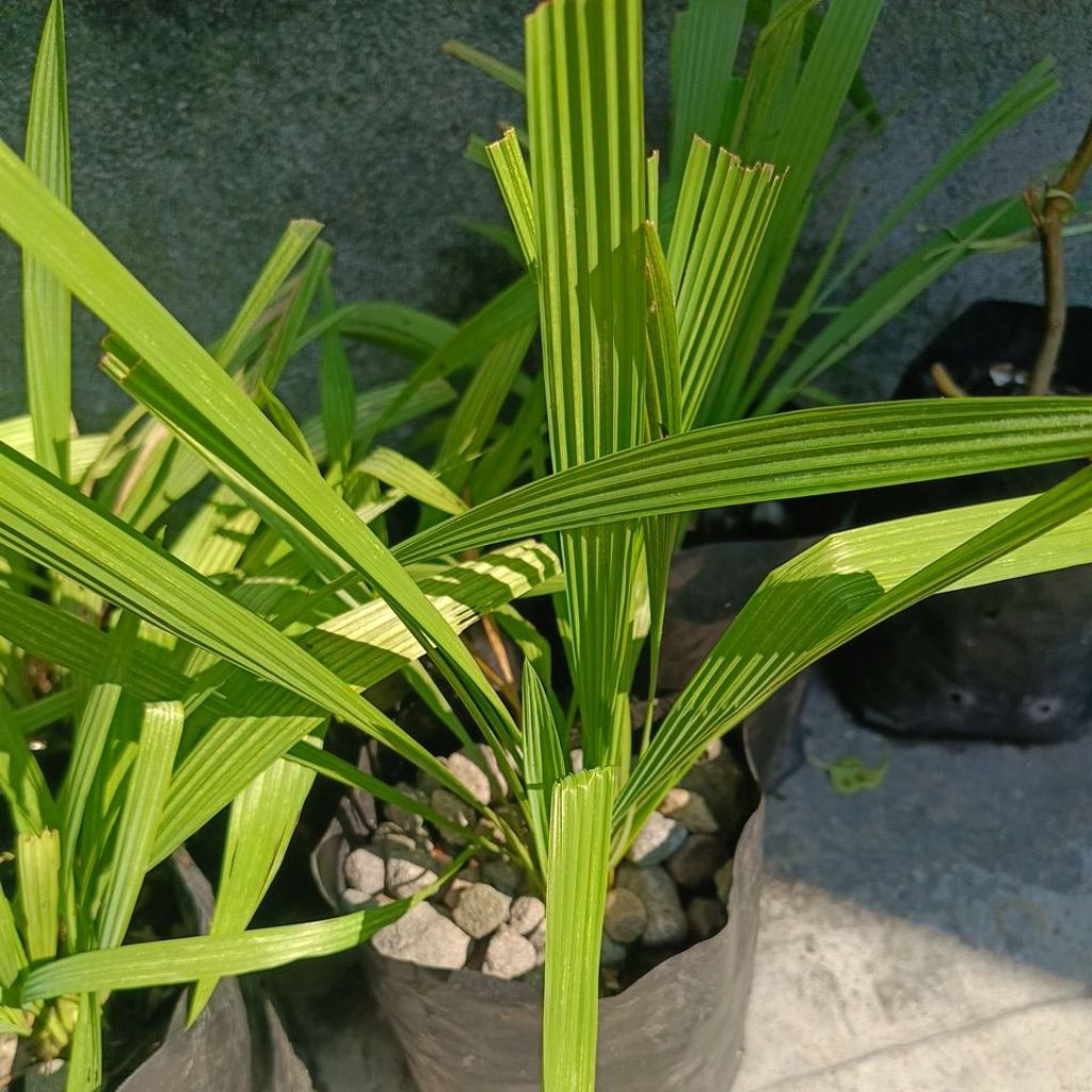 brambang Dayak (harga tertera untuk 1 biji bukan 1 pot)