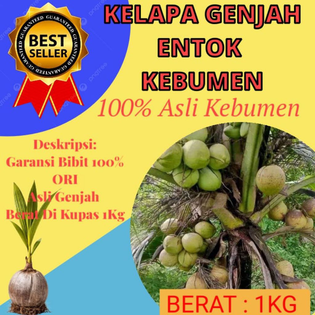 TERJAMIN  Bibit Kelapa Genjah Entok Bersertifikat, Bibit Kelapa Genjah Entok Kebumen
