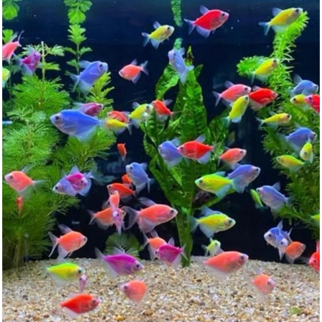Ikan hias glofish warna warni
