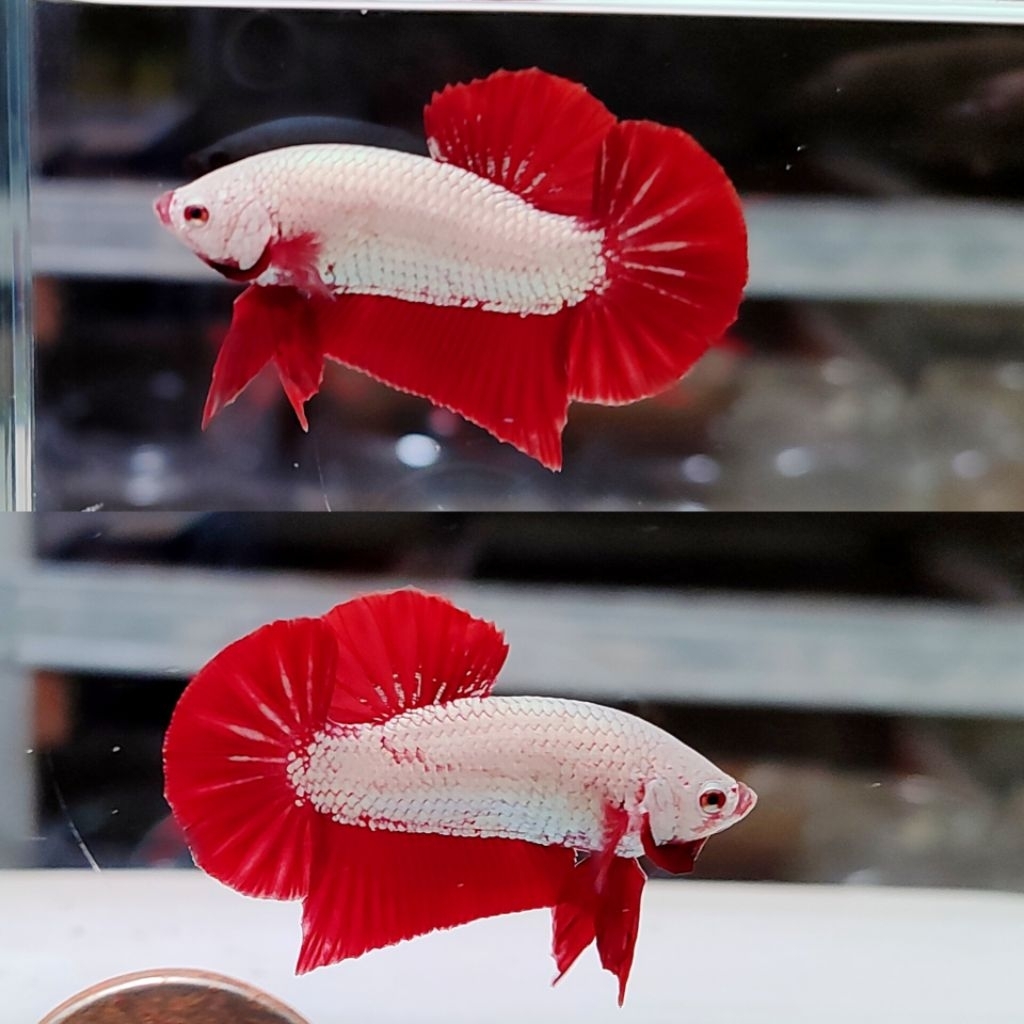 cupang red dragon 02