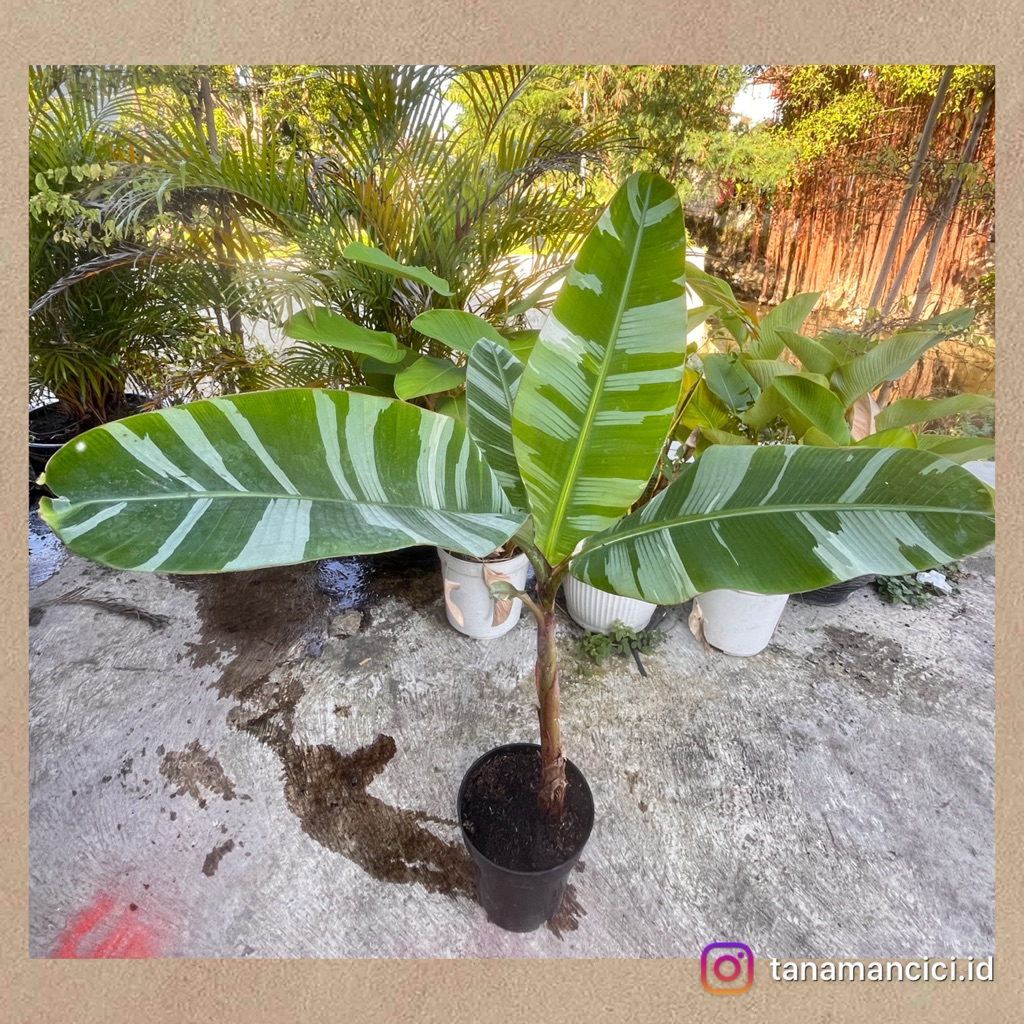 Tanaman hias pisang varigata musae var real pict