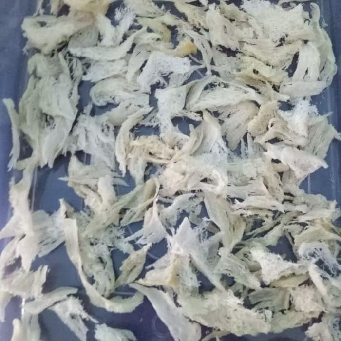 sarang burung walet bersih 5 gram / sarang burung walet asli bersih sarang burung balet patahan