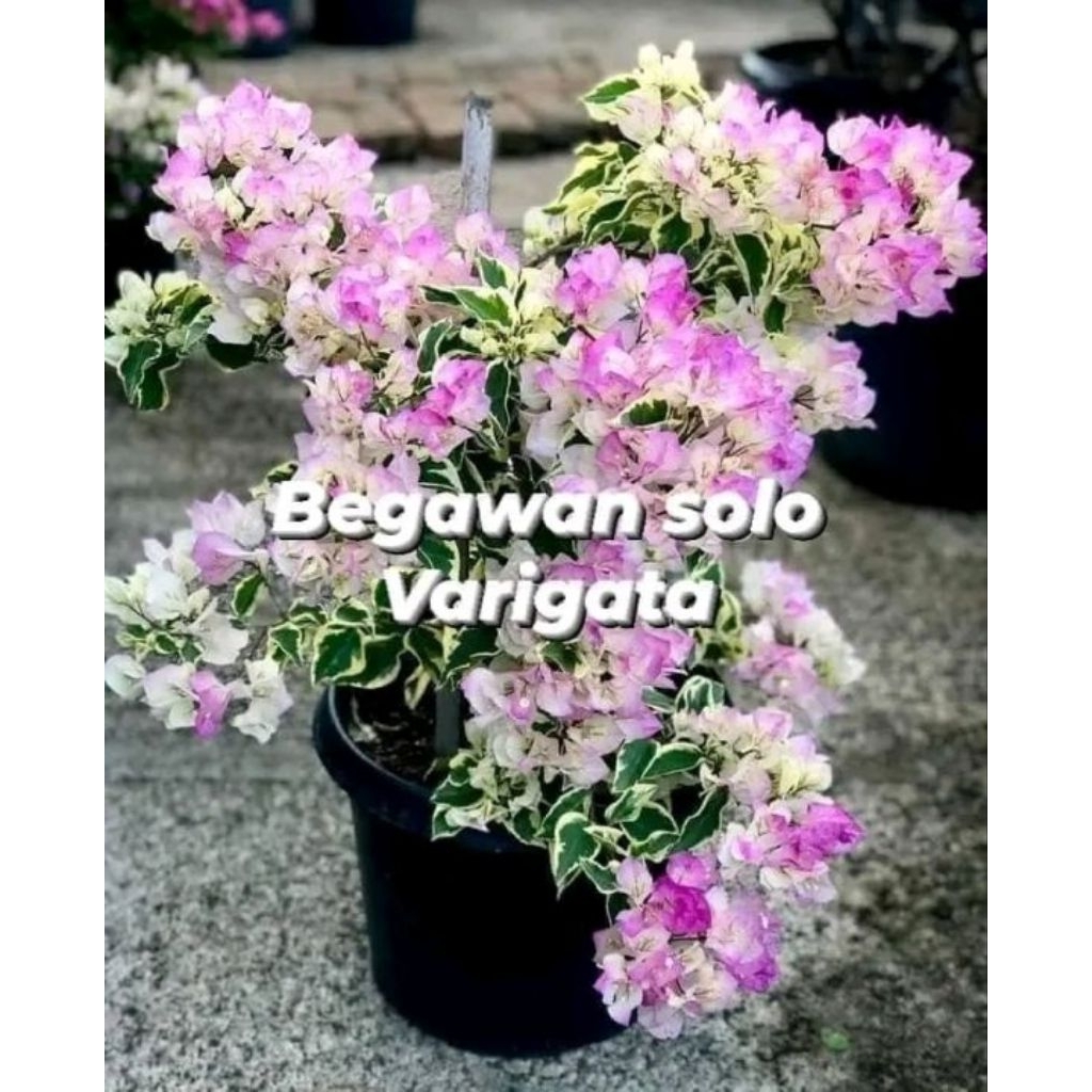 Tanaman Hias Bougenville Id Bengawan Solo Daun Varigata (Ori)