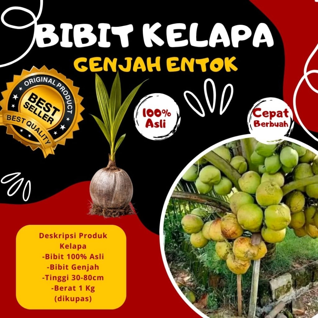 HARGA GROSIR  Bibit Kelapa Pendek Entok Genjah, Bibit Kelapa Pendek Entok Unggul