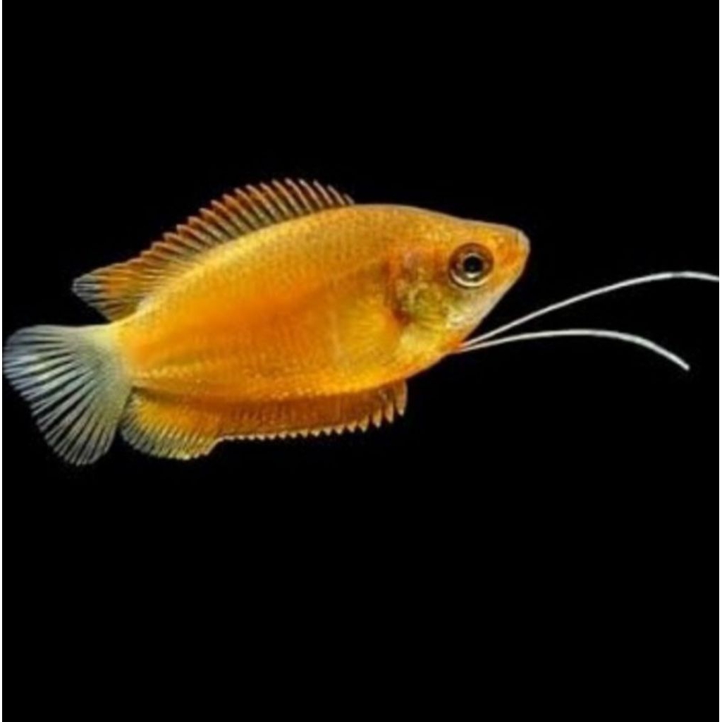 ikan Hias sepat allies merah biru sepat madu