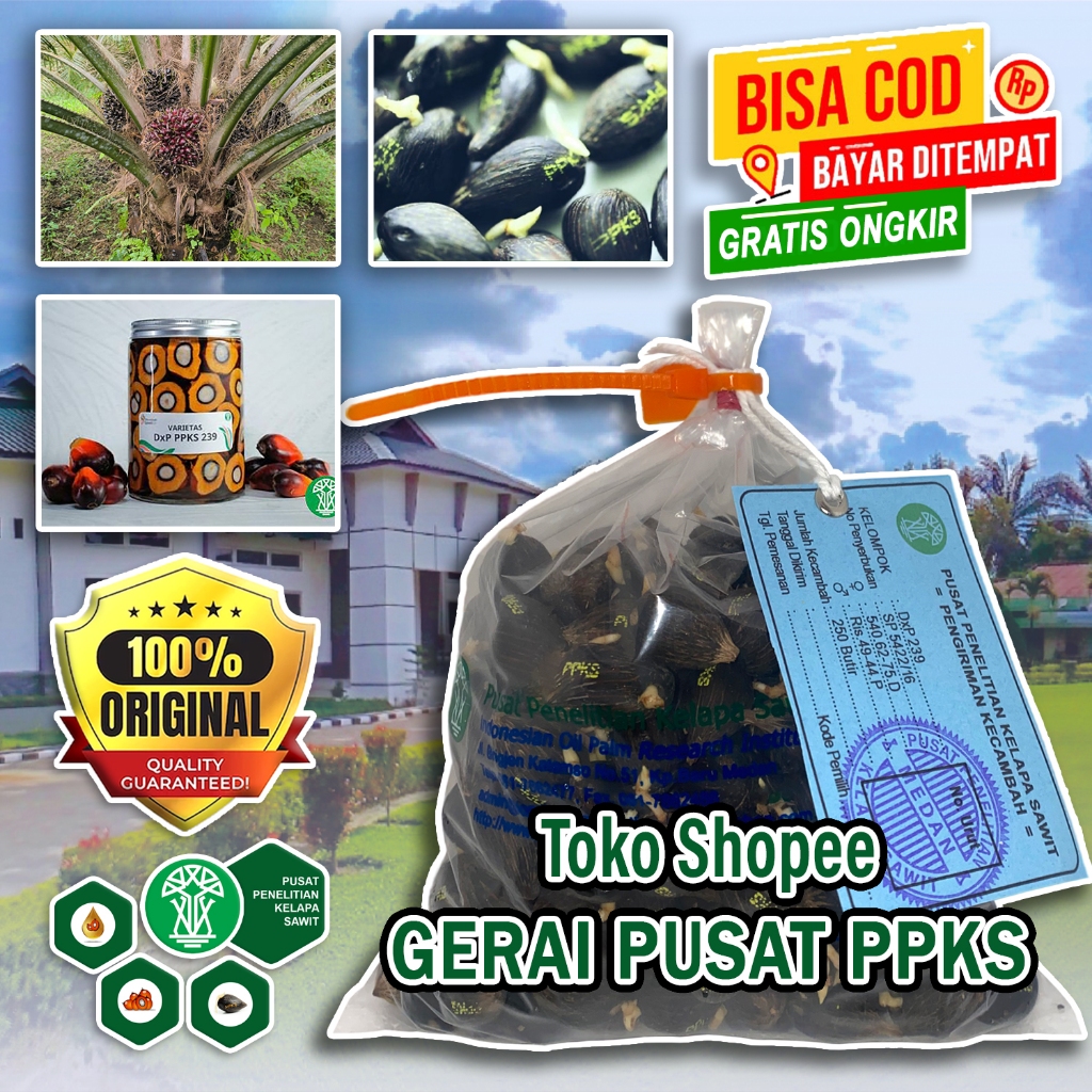 BENIH PPKS DXP 239 UNGGUL BESERTA SERTIFIKAT