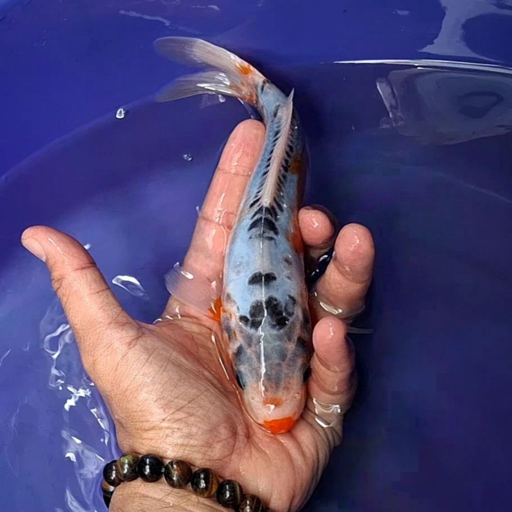 Ikan Koi Blitar Jenis Shusui / Rumah Koi Jakarta / kode 002