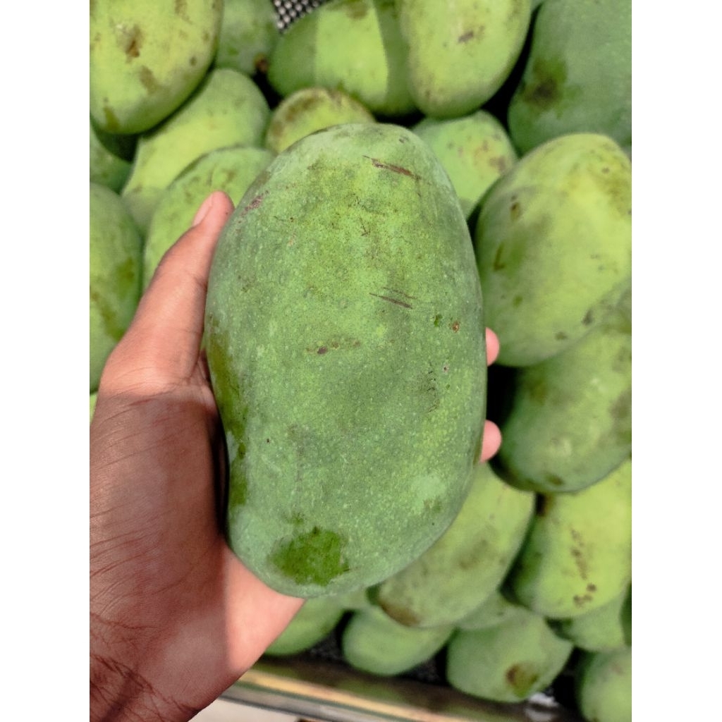 mangga harum manis lembut juicy mangga super segar 1kg