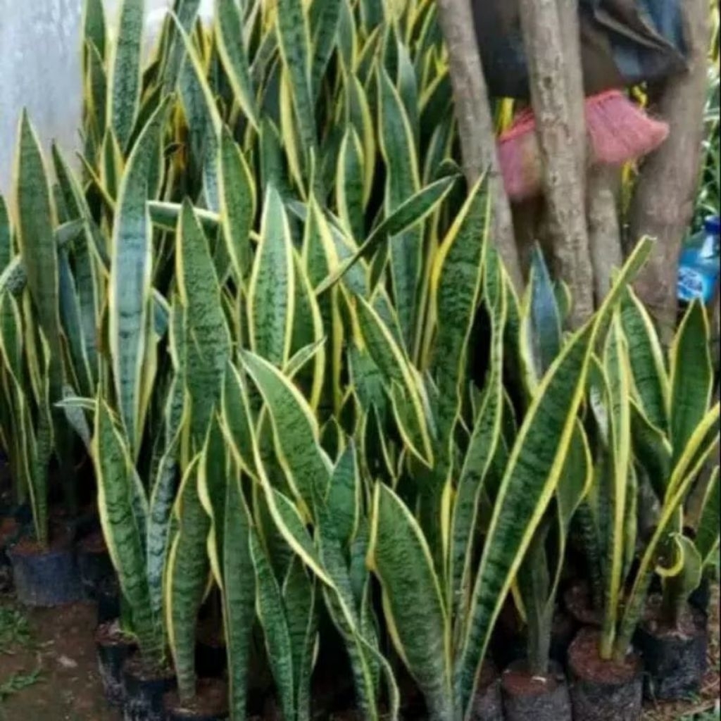 tanaman hias sanseivera lidah mertua