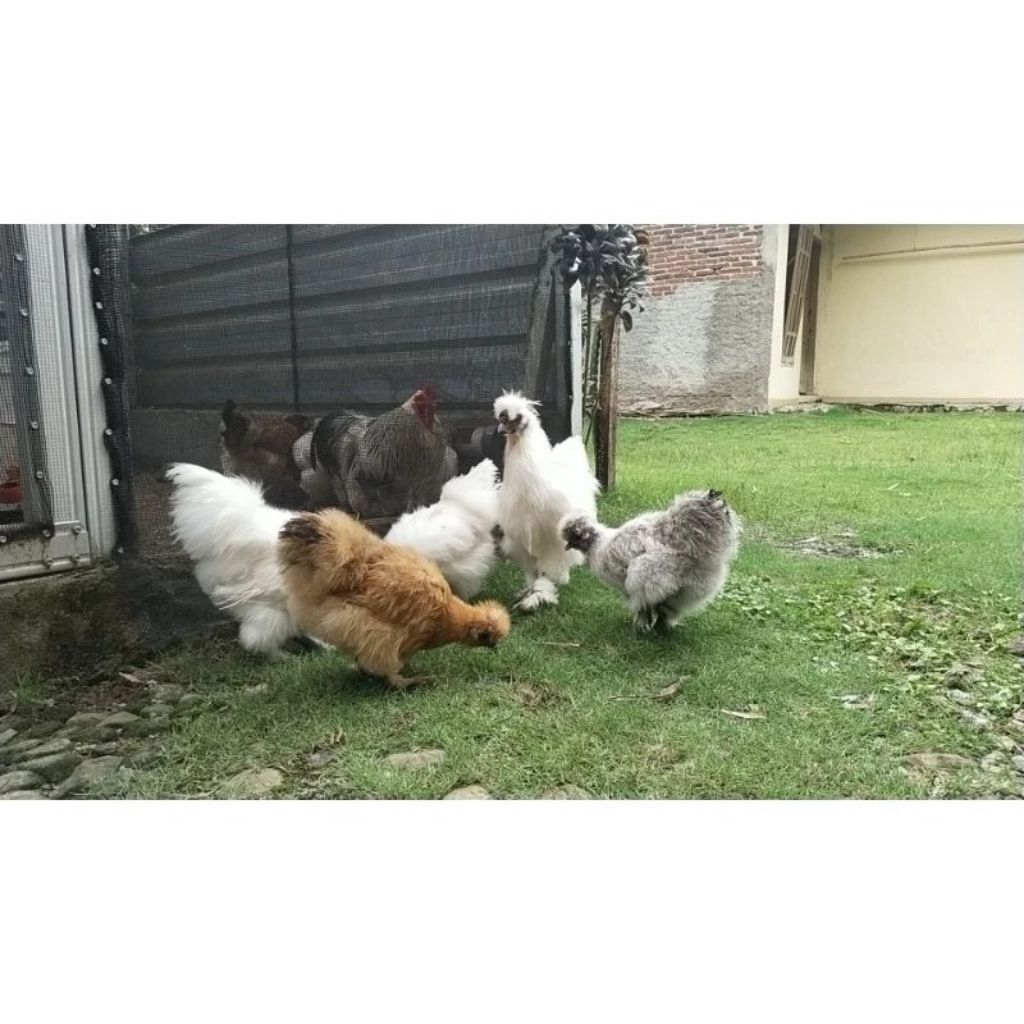 Telur Tetas Ayam Hias American Silkie (Packing Aman)