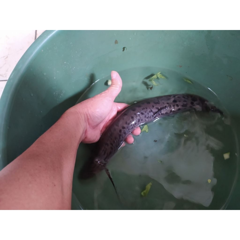African Lungfish 30cm CAKEP Prehistoric Fish tankmate Arowana Koi Cichlid Louhan Arapaima predator