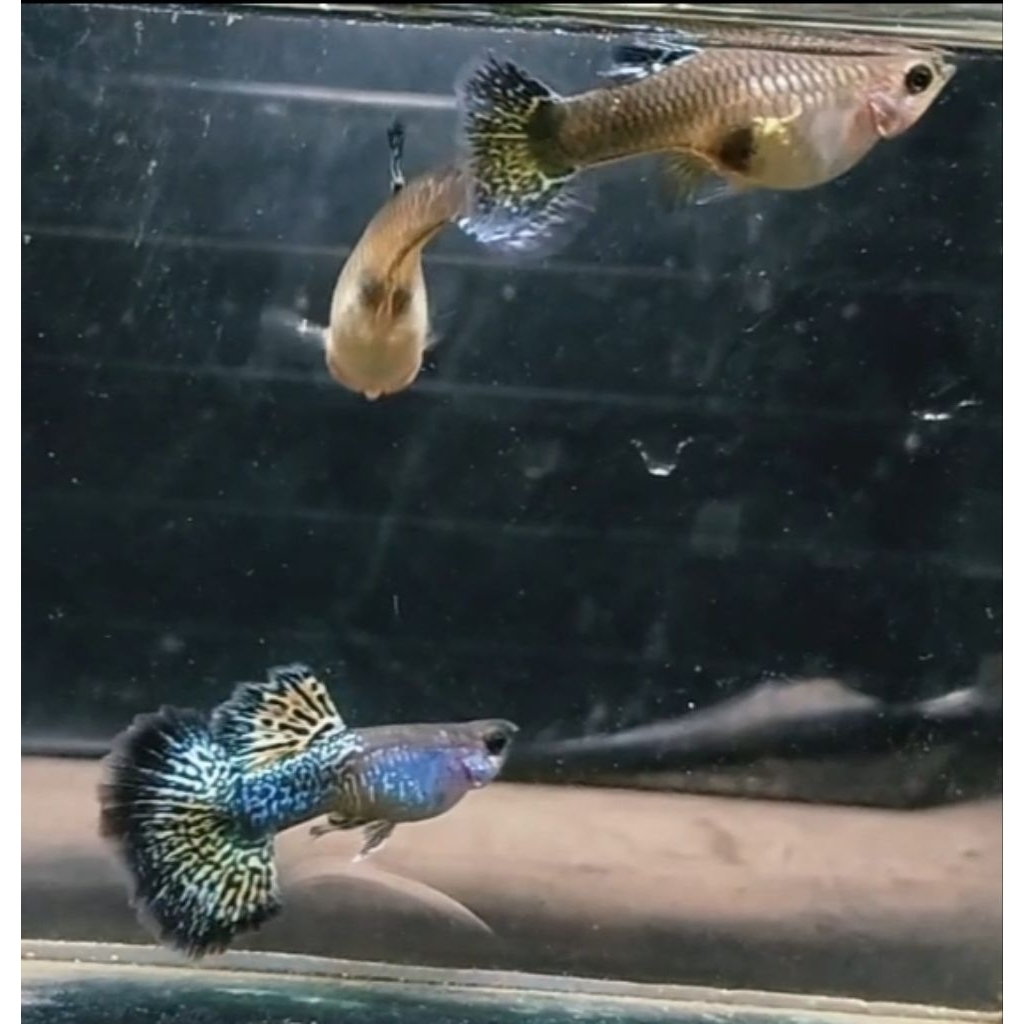 pewangi guppy metal yellow dragon HM