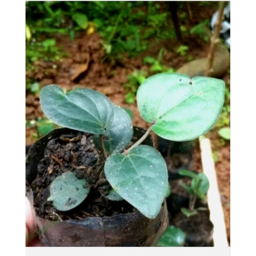 Bibit kemukus siap tanam Super unggul