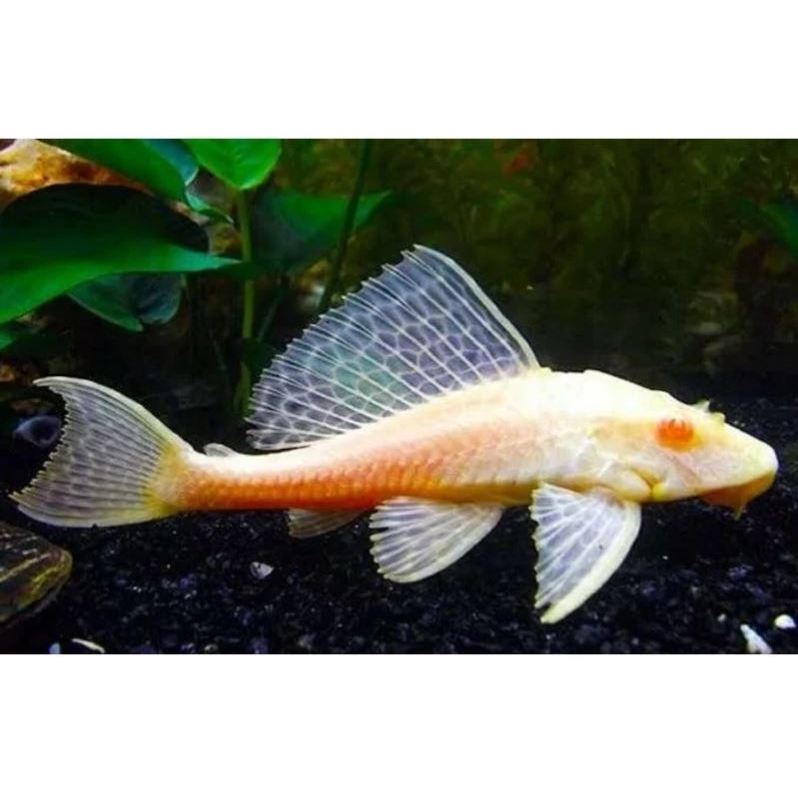 Gibicep Albino mata merah Pleco bukan sapu sapu Ikan pemakan lumut