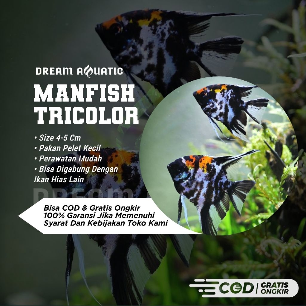 JUAL MANFISH TRICOLOR HIASAN AQUARIUM/AQUASCAPE