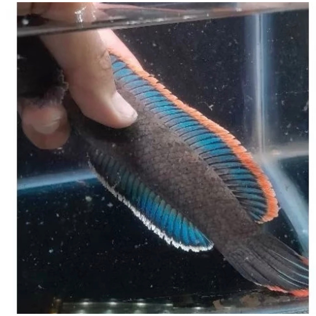 Chana Limbata Jumbo 12-18cm rim tebal galak