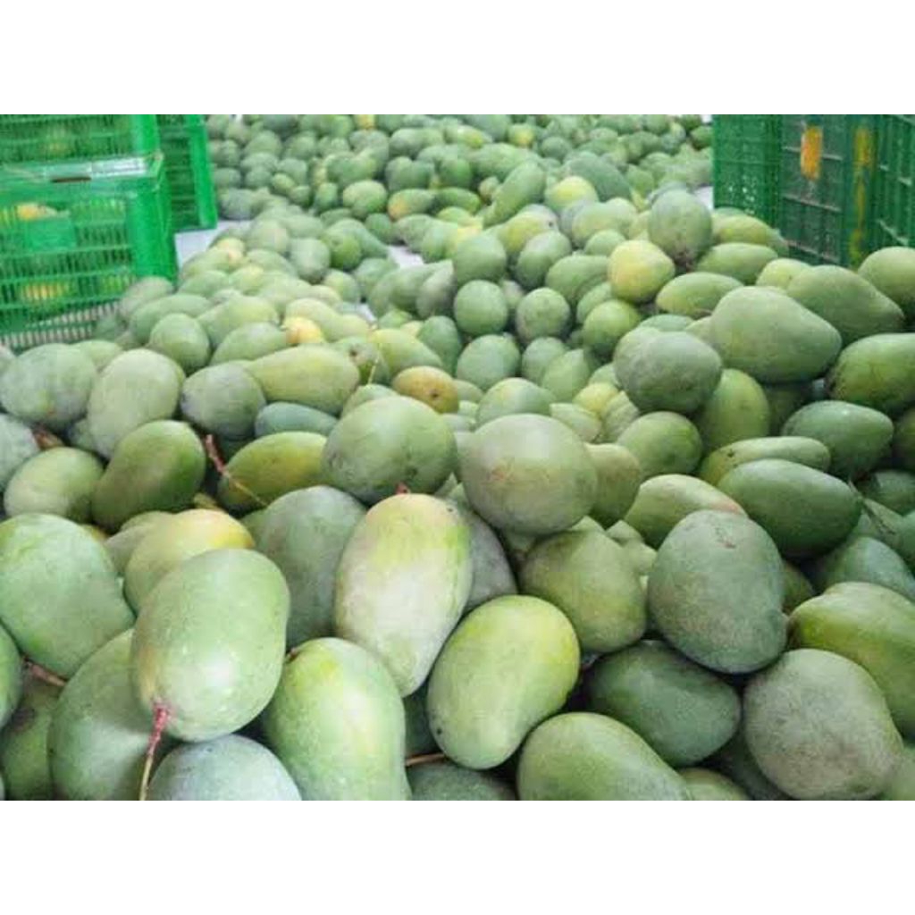 Mangga indramayu manis 500gram