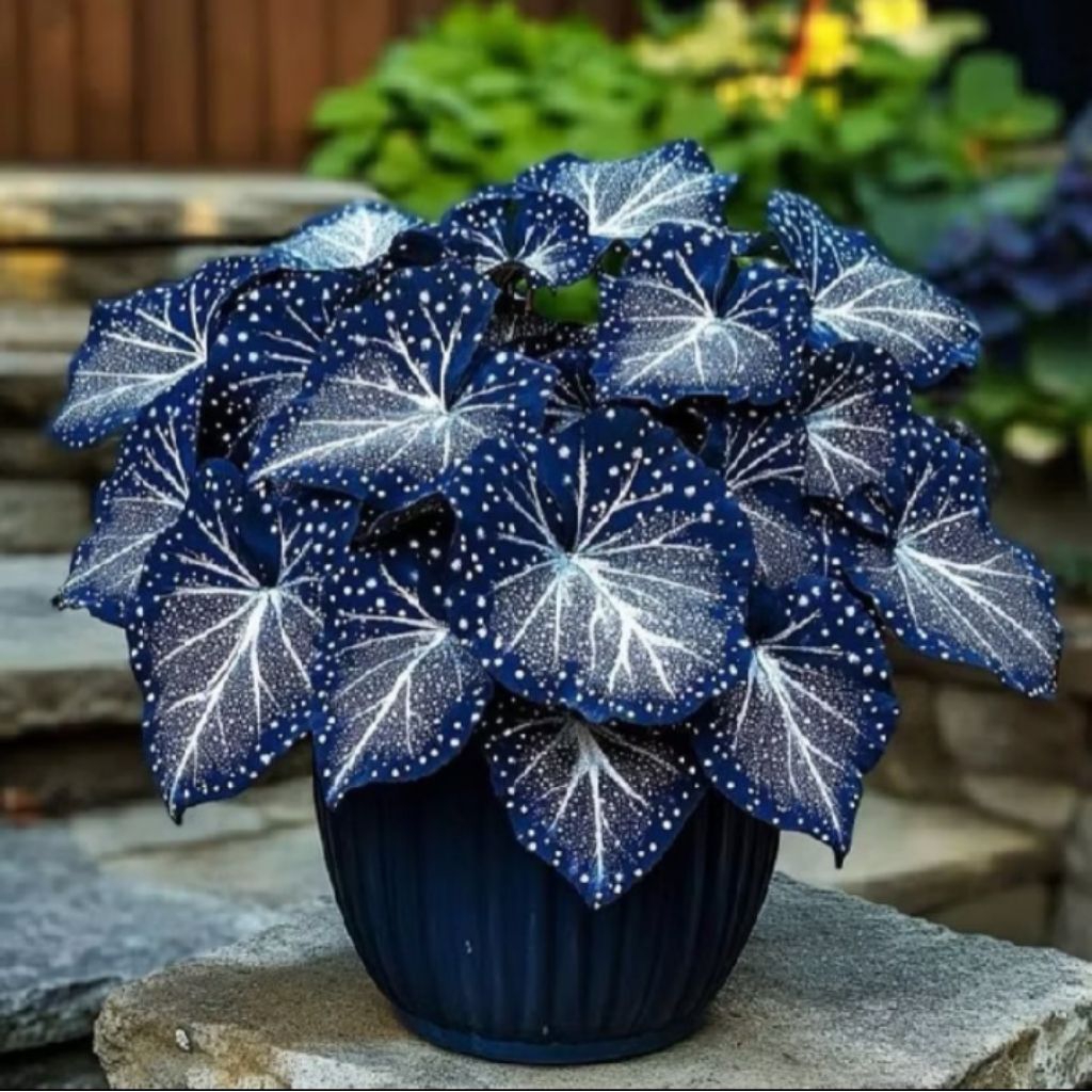 umbi Caladium tutul white thailand keladi thailand cantik hias tanaman keladi bibit