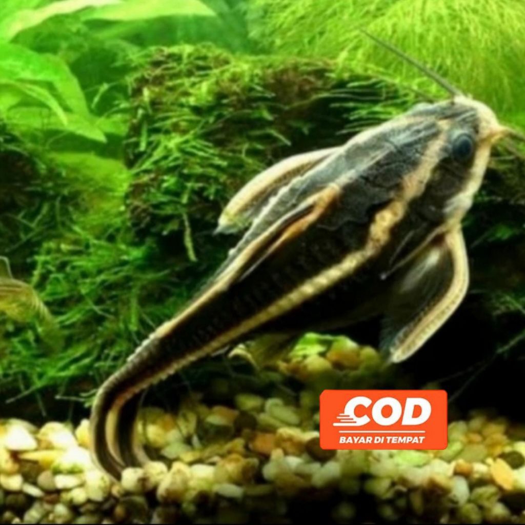 Ikan Platydoras Ikan Lele Hias Lele Unik Catfish Platydoras Armatulus Strip Cantik