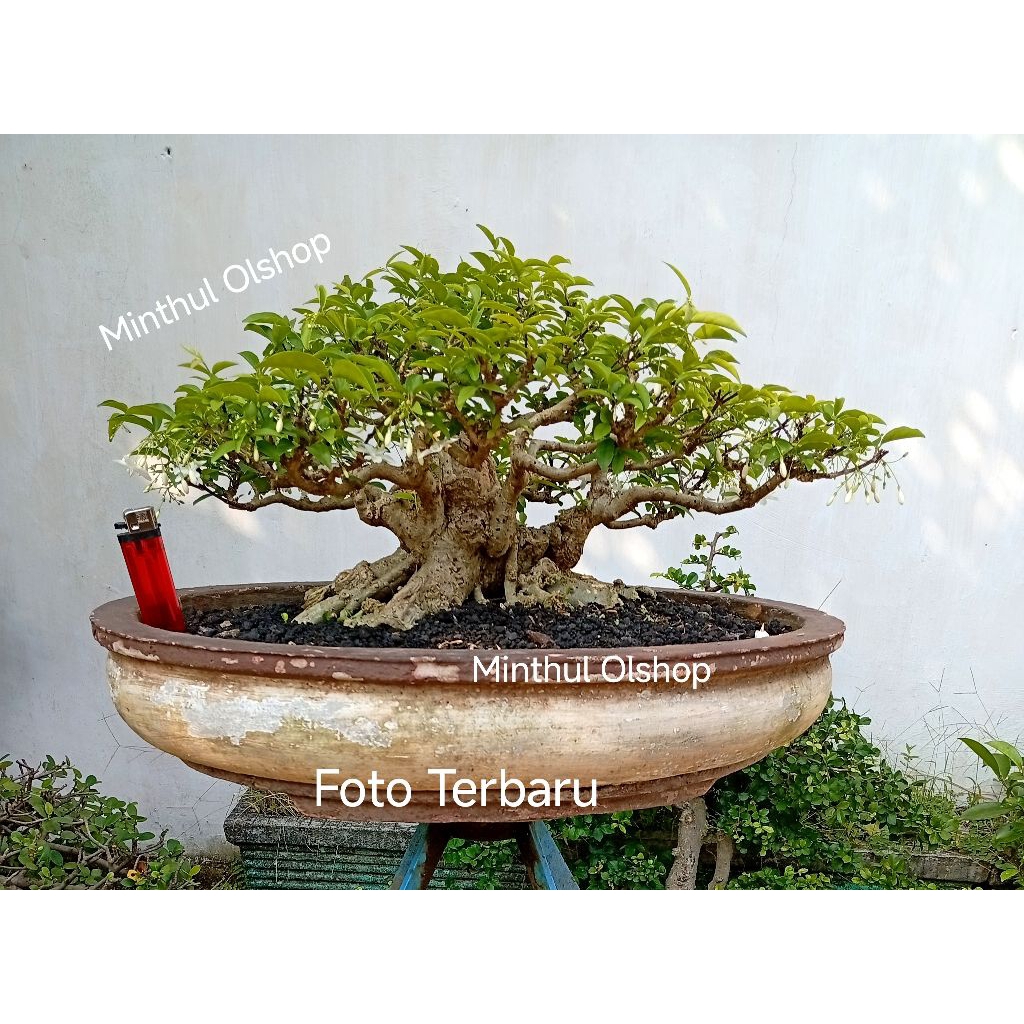 Bonsai anting putri jadi the max enak dipandang siap kontes sesuai foto