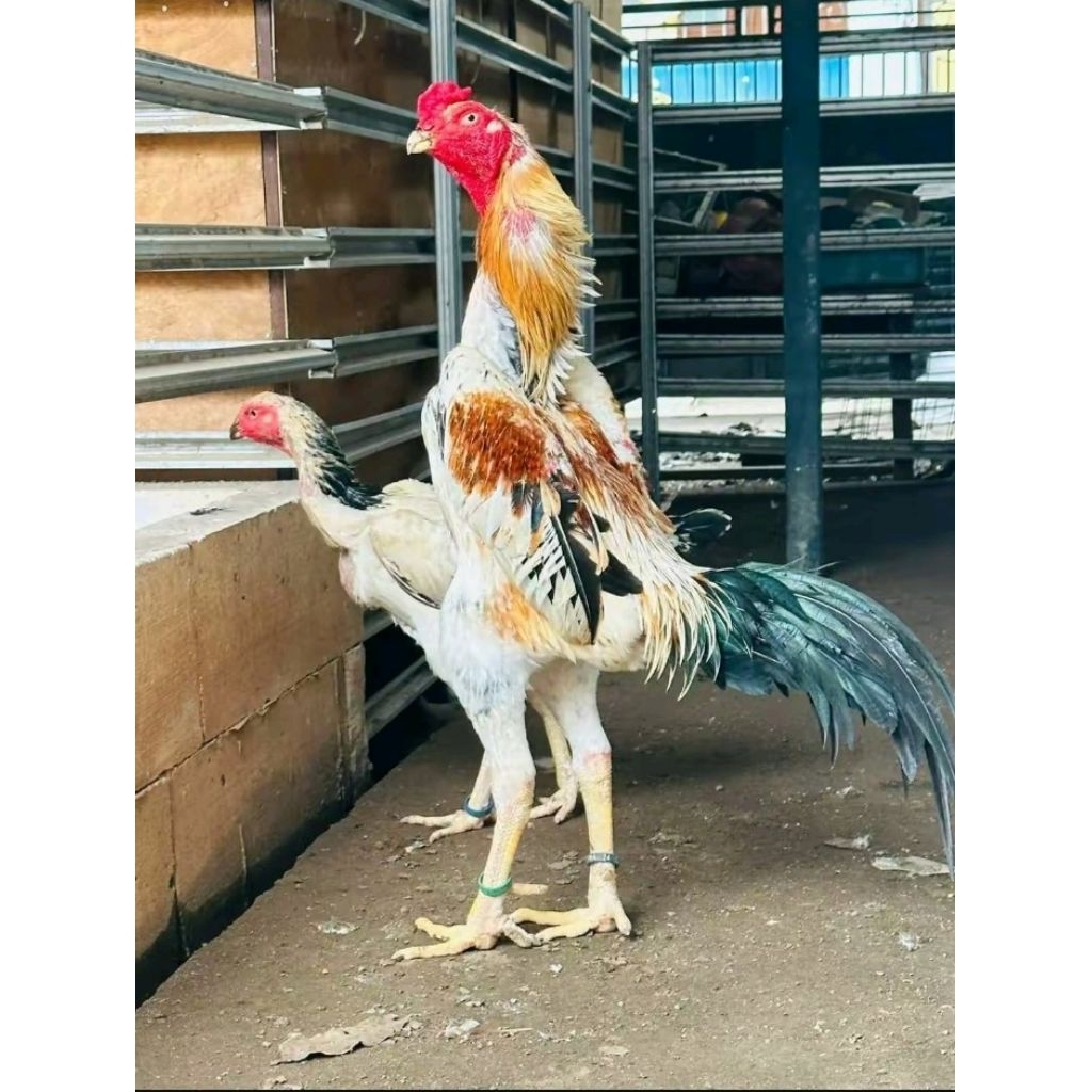 TELUR TETAS AYAM SHAMO GIGANTE SUPER