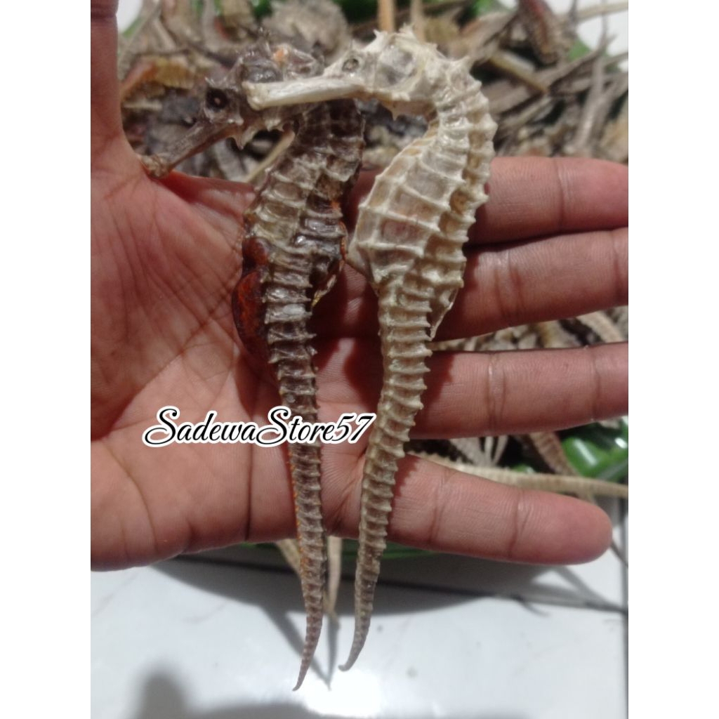 Kuda Laut Kering PILIHAN Fresh Asli dari Laut Jawa 11cm-15cm (1 Biji)