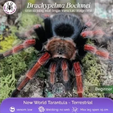 BRACHYPELMA BOEHMEI SLING 1CM TARANTULA
