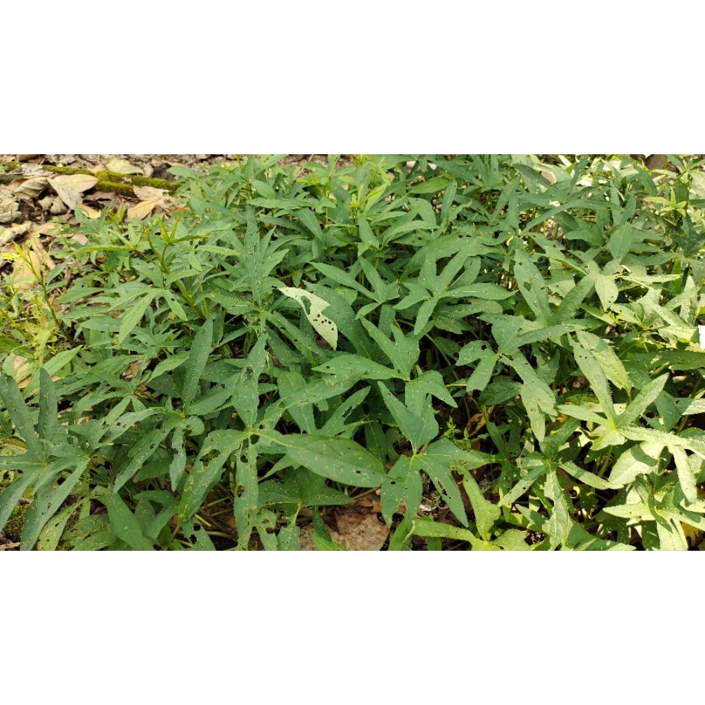 Bibit Ubi Cilembu