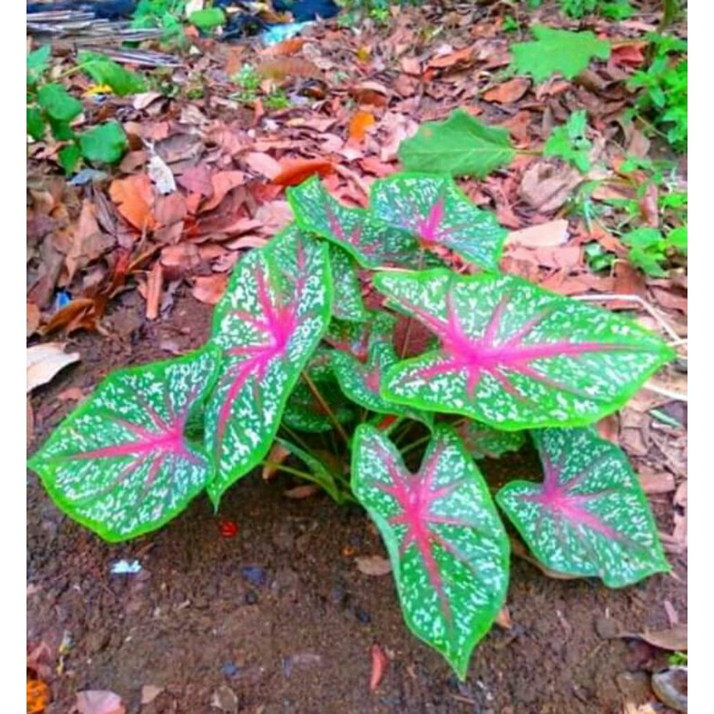 bibit lompong keladi merah