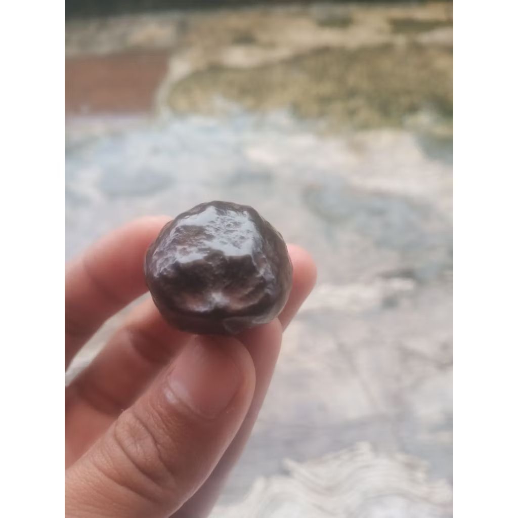 muncang jalim full kolot