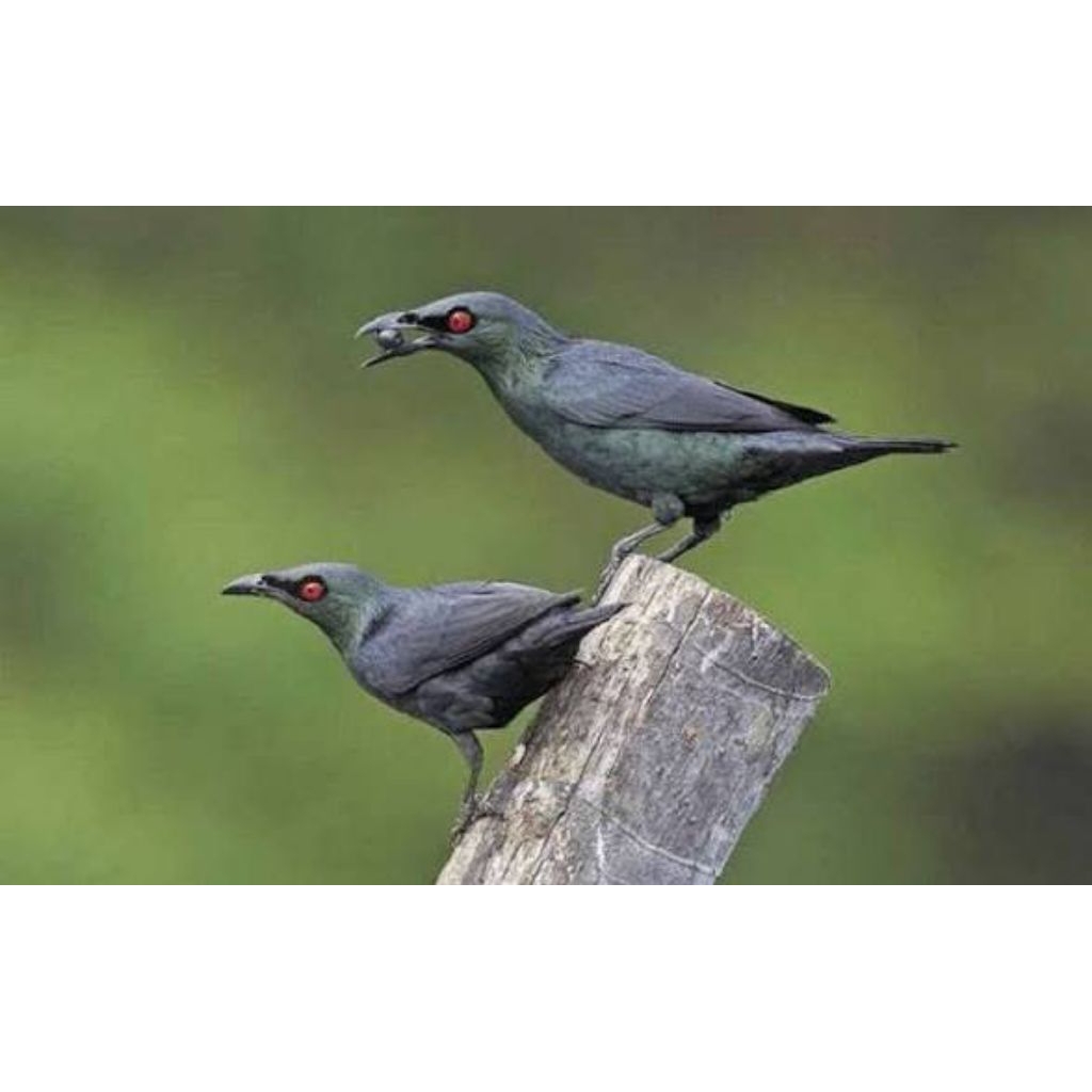 burung perling hidup