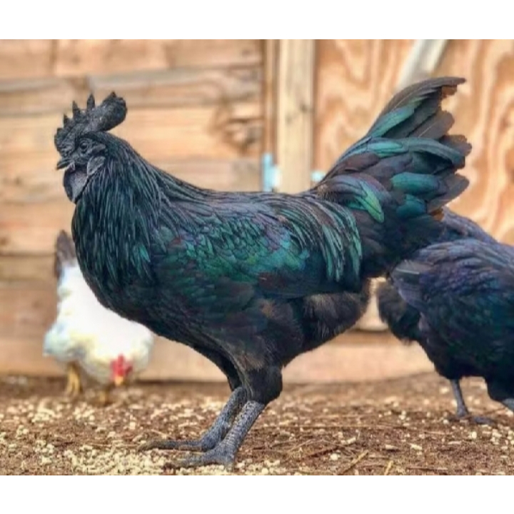 Telur Ayam Cemani Fertil Siap Tetas Asli | Telur Tetas Ayam Cemani Hitam | Bibit Ayam Cemani Berkual